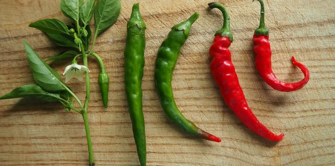 How To Grow Hot Peppers Grow Chili Peppers from Seed