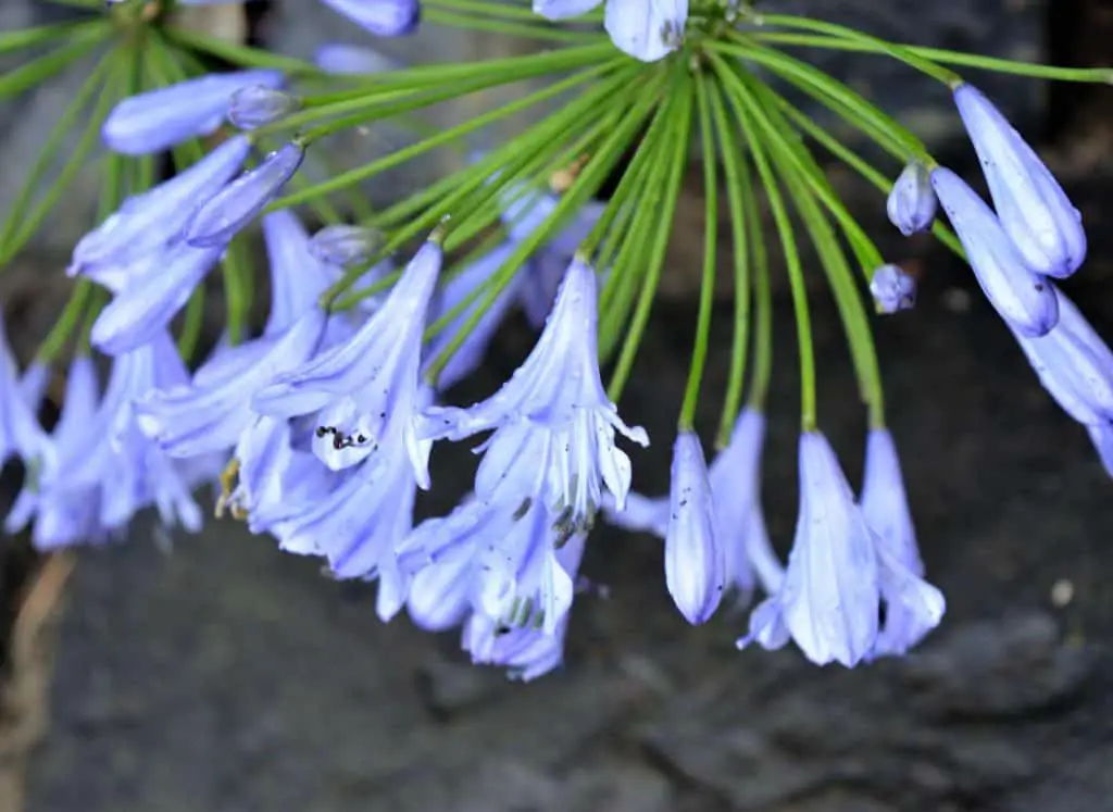 African Lily