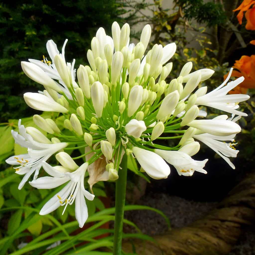 African Lily drought tolerant plant