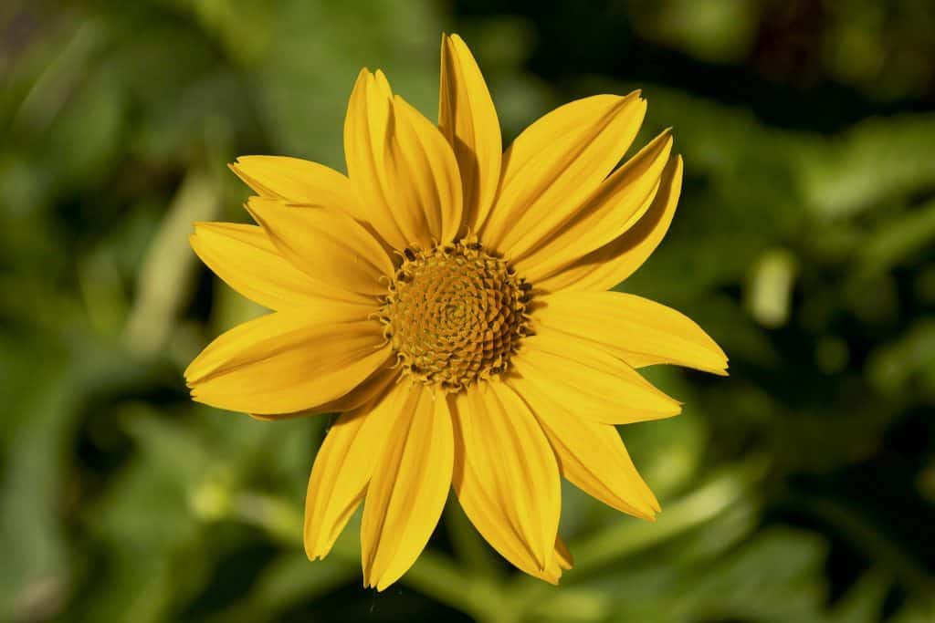 Heliopsis