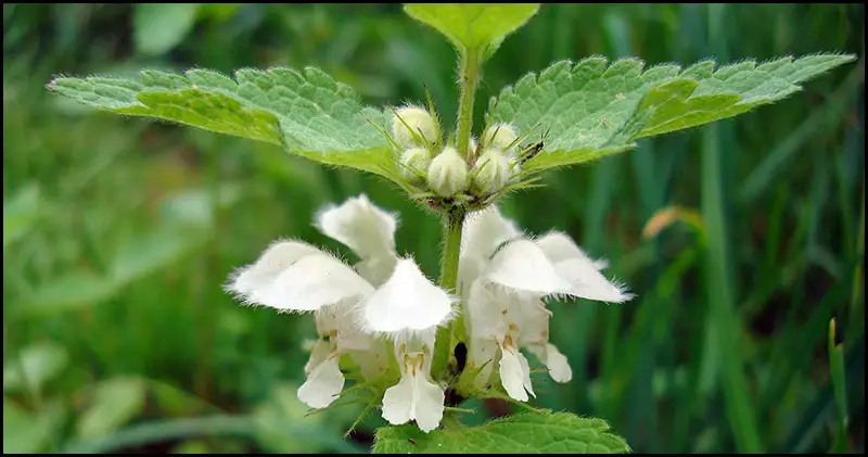 Lamium