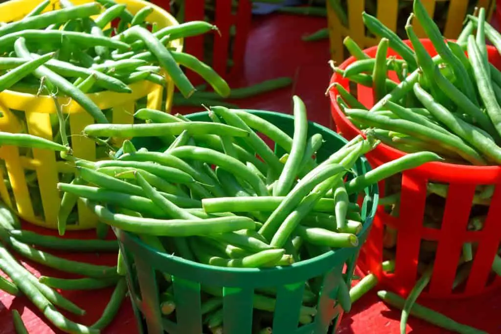 How to Grow Beans The Best String Beans Garden Ideas