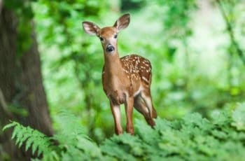 Deer Repellent Plants, Deer Repellent Flowers, Deer Repellent Shrubs, Deer Repellent Perennials