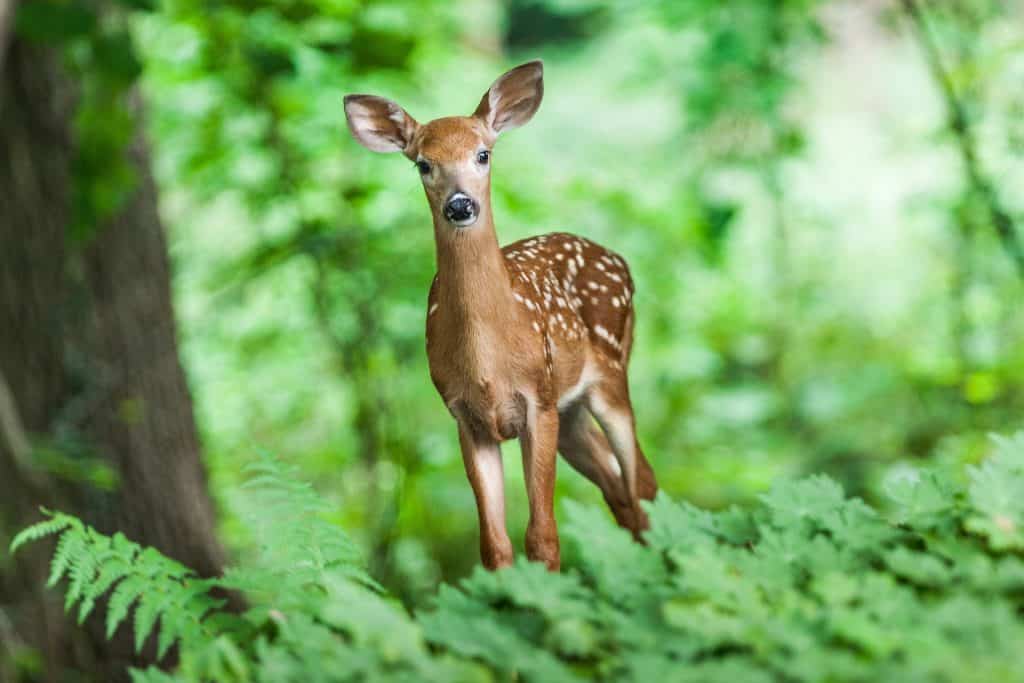 Different Types Of Deer Repellent Plants To Reclaim Your Yard