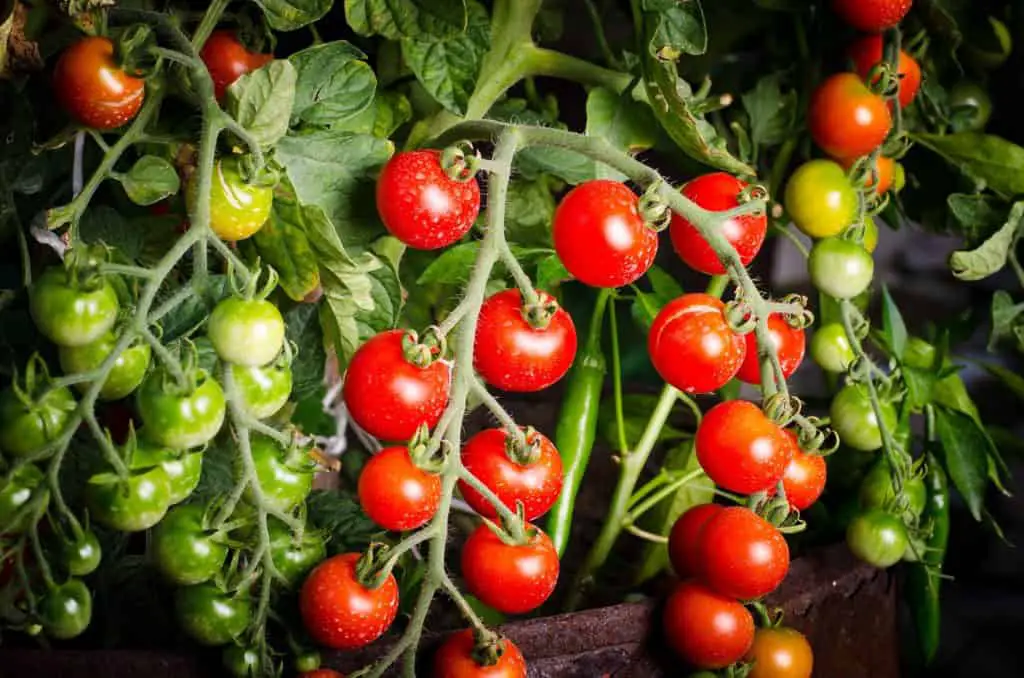 How To Grow Tomatoes Indoors