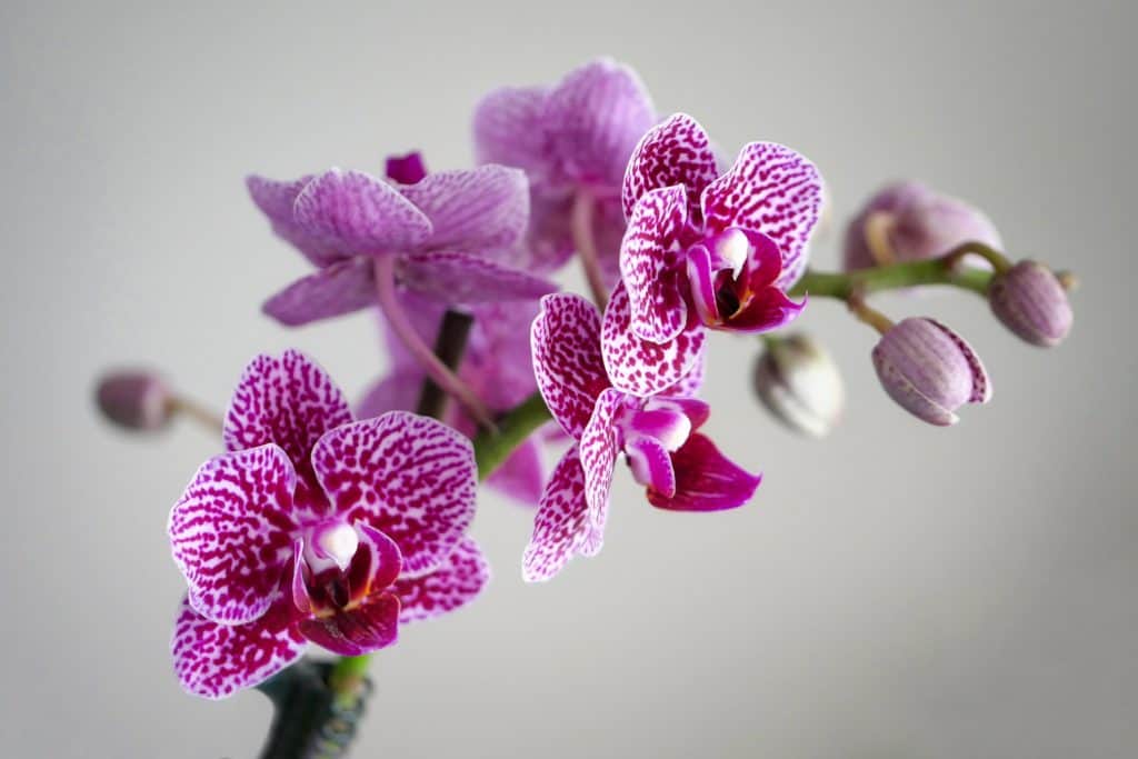 How to Care for Orchids, Phalaenopsis Orchids