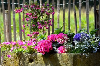 annual flowers, diy flower planters