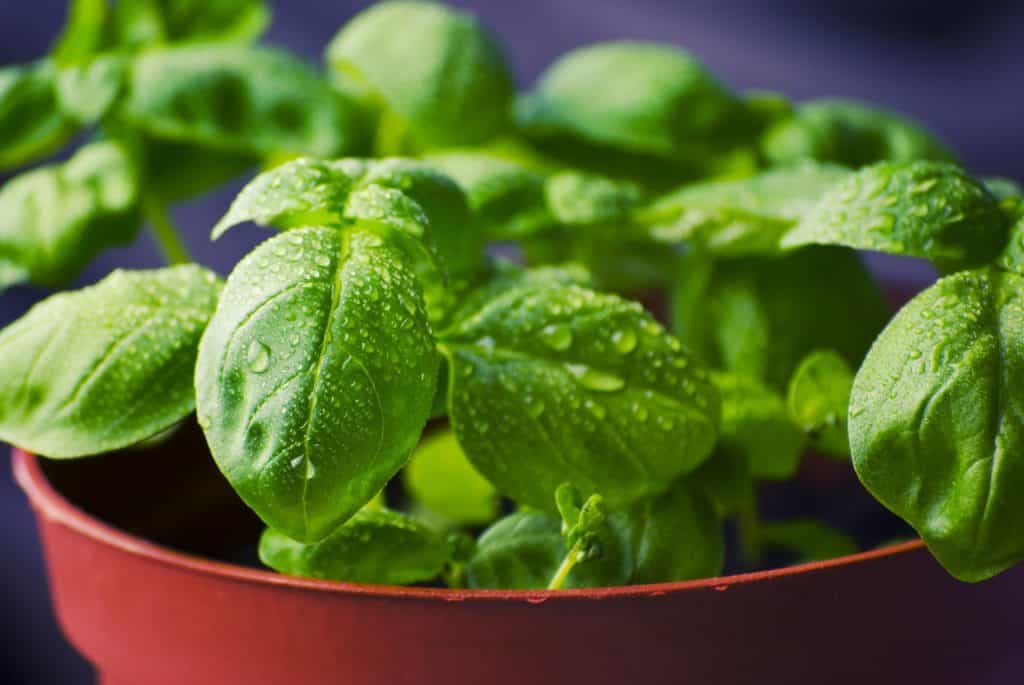 how to grow basil indoors