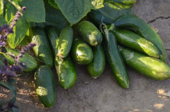 Different Types of Cucumbers