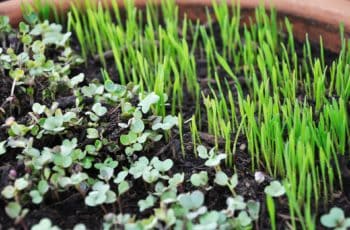 How to Grow Microgreens Indoors