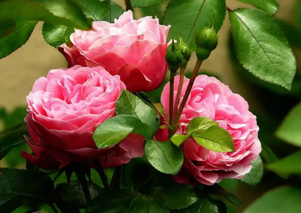 How Many Types Of Roses Are There The Best Gardening Info