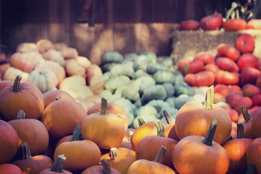 how-to-grow-pumpkins-successfully-the-best-gardening-info