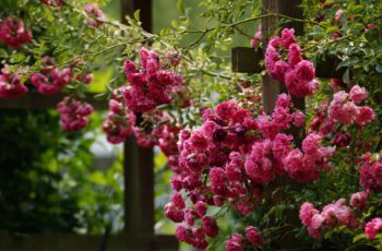 best climbing roses for your garden