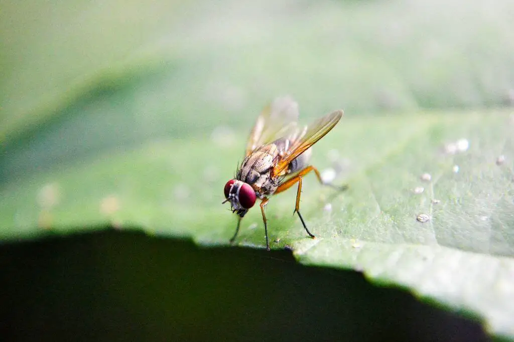fruit fly species