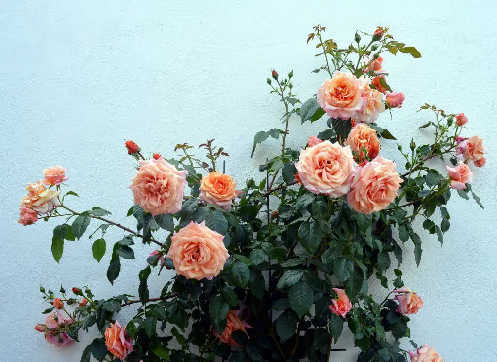 best types of climbing roses