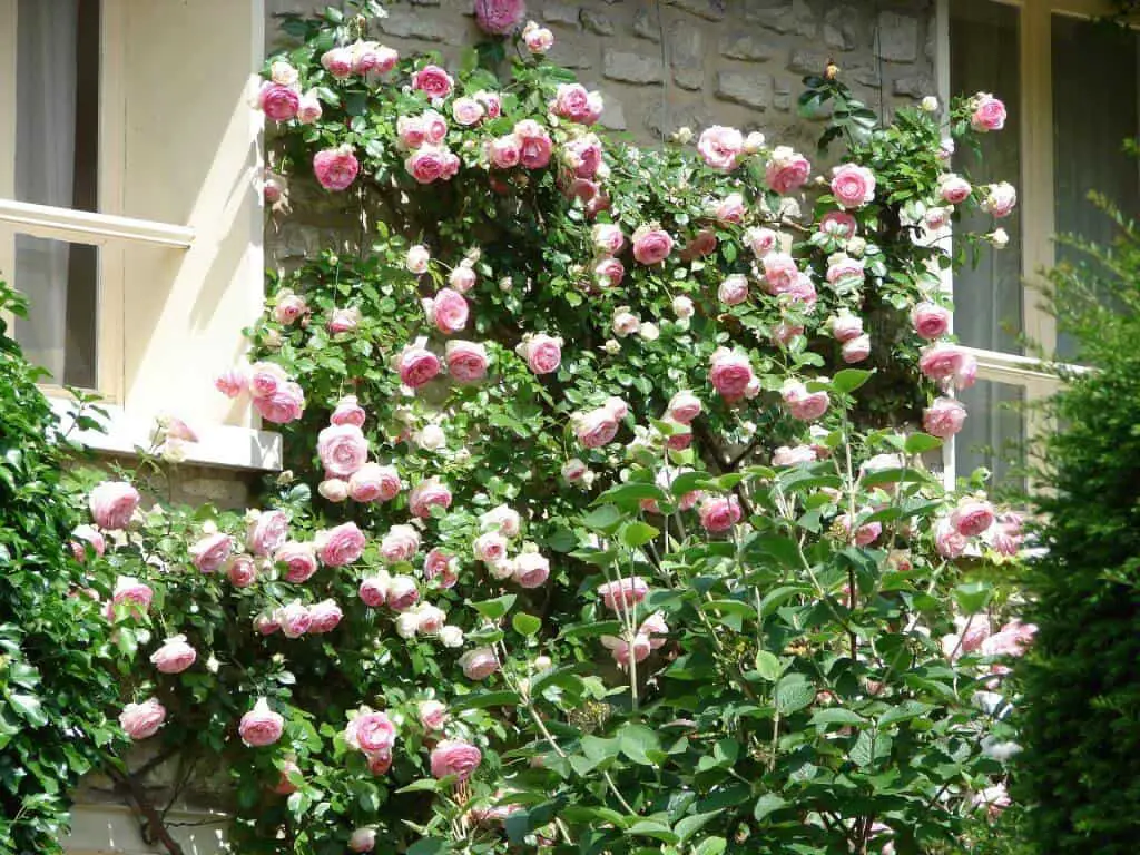 growing climbing roses