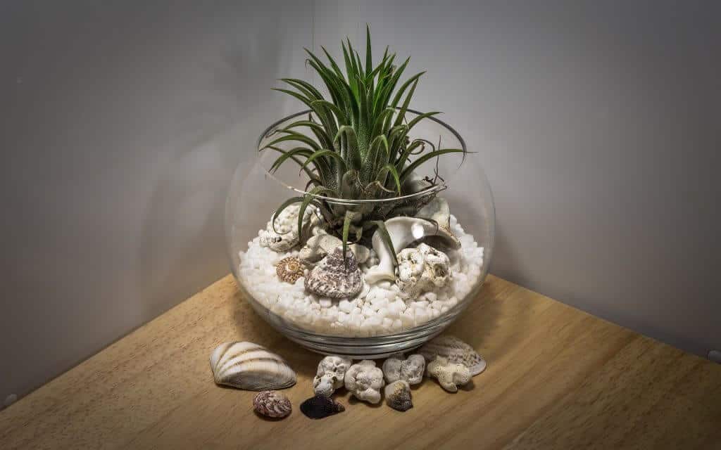 planting a Terrarium