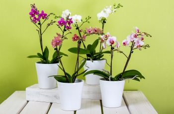 How to Plant an Orchid