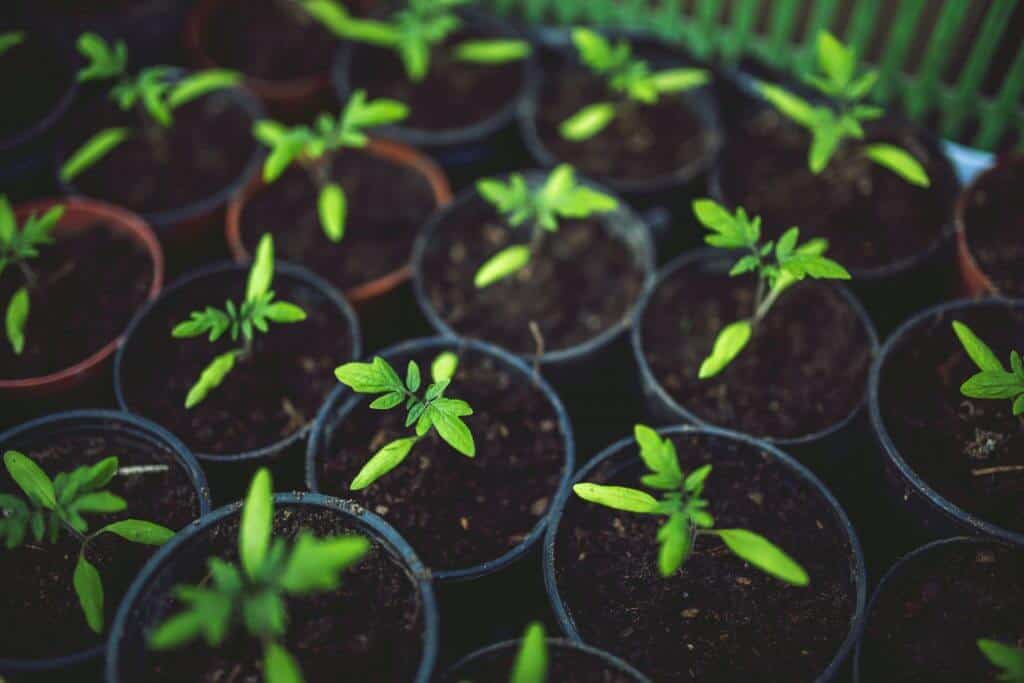 best time to plant tomatoes
