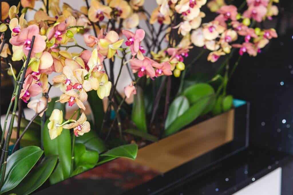 growing orchids, planting orchids