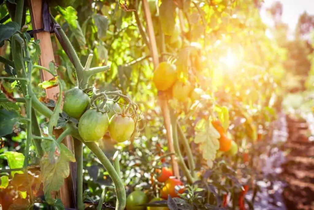 when to plant tomato vines