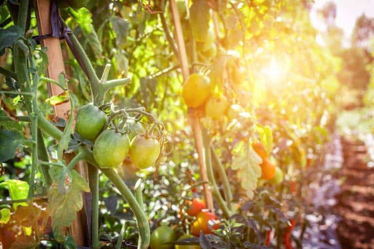 When to Plant Tomatoes for Ideal Temperatures The Best Gardening Info