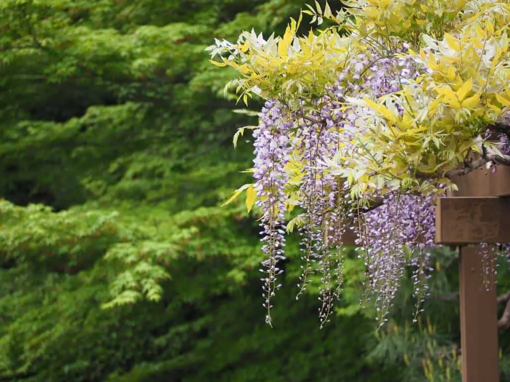 how to prune Wisteria