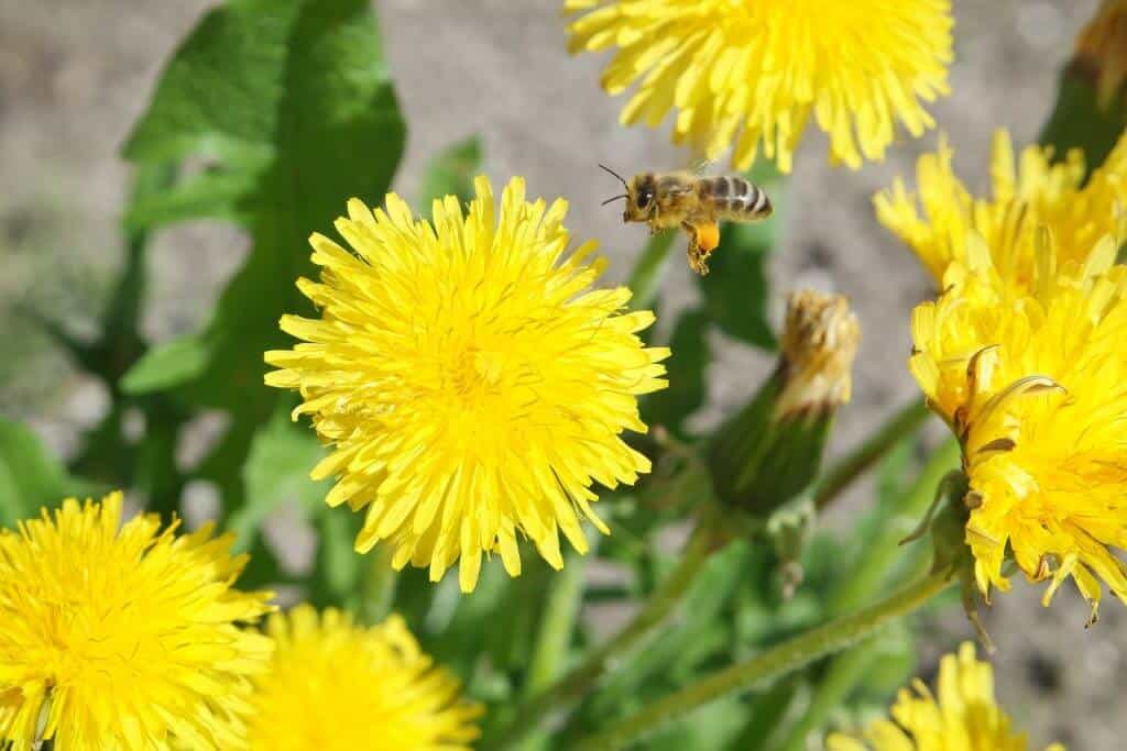 perennial bee garden