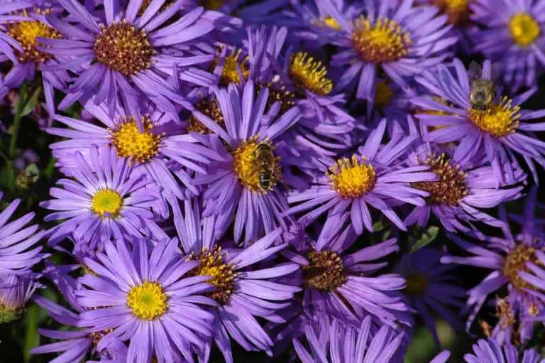 Best Perennials for Bees to Plant in Your Garden The Best Gardening Info