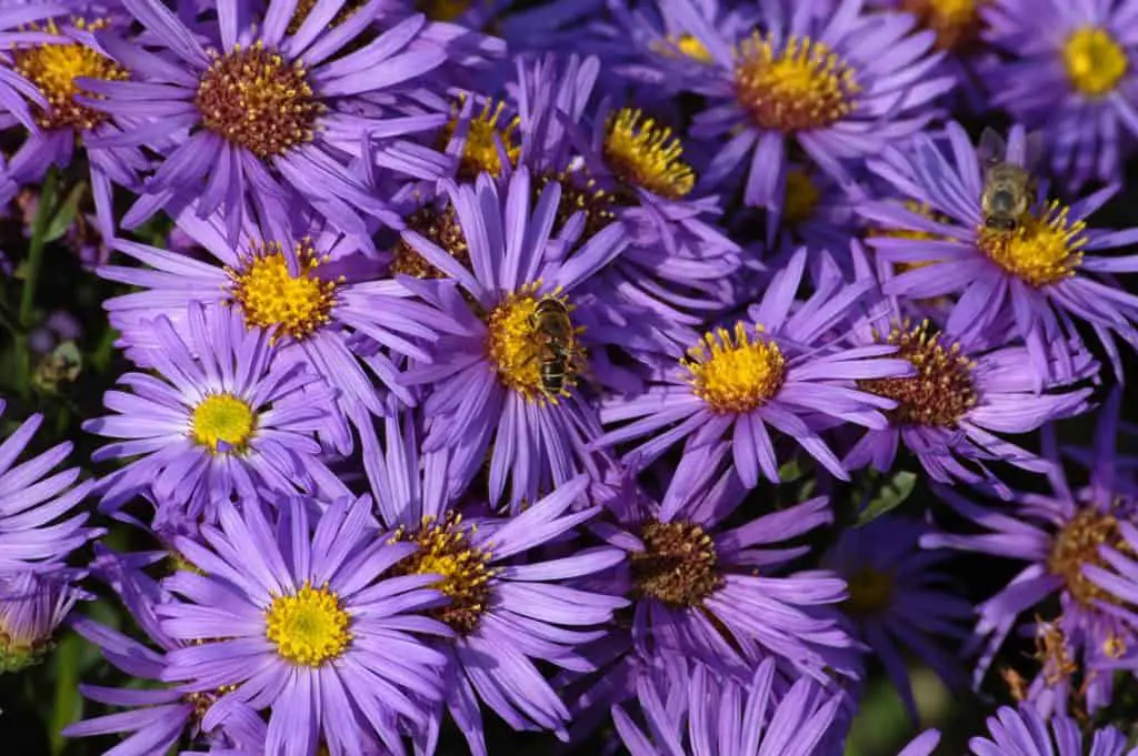 bee plants aster