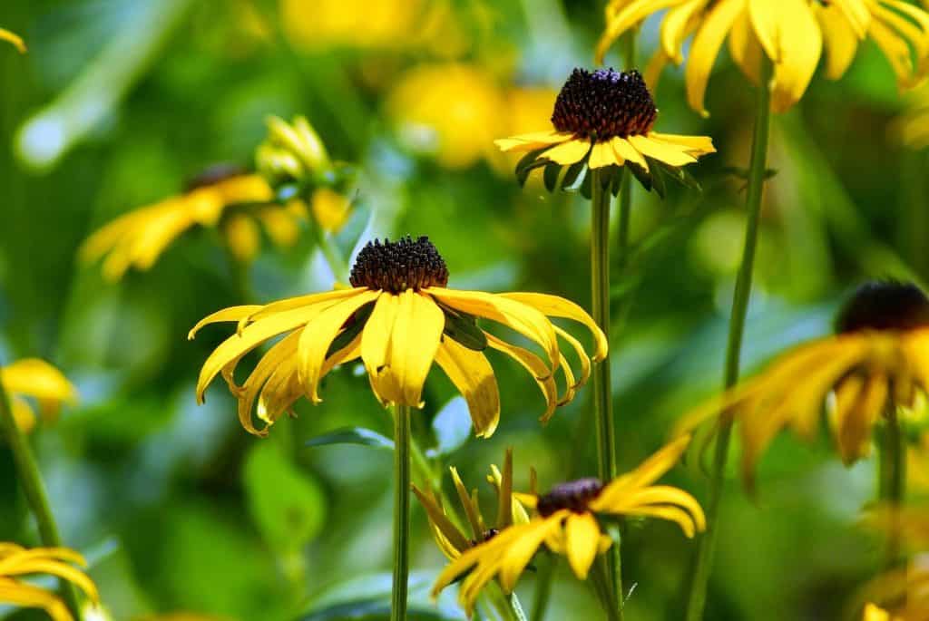 how to attract bees with black eyes susan