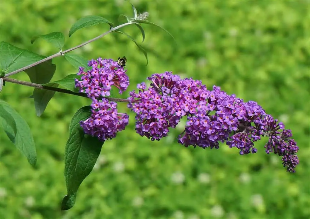 butterfly bush for bees