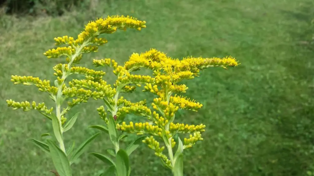 attract butterflies with goldenrod