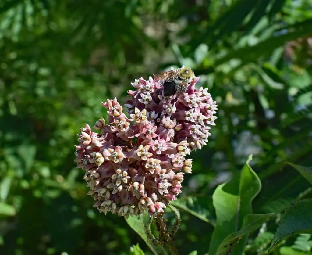 plants that attract bees and butterflies