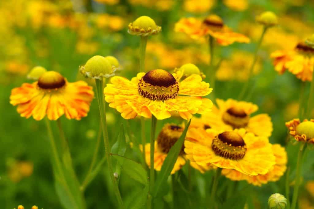 sneezeweed helenium for bees