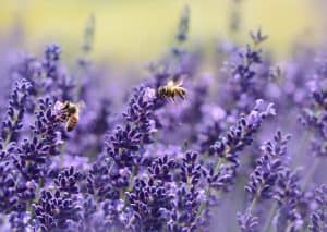 Best perennials for bees lavander