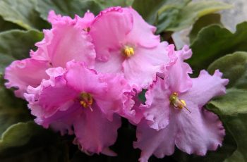 care for african violets