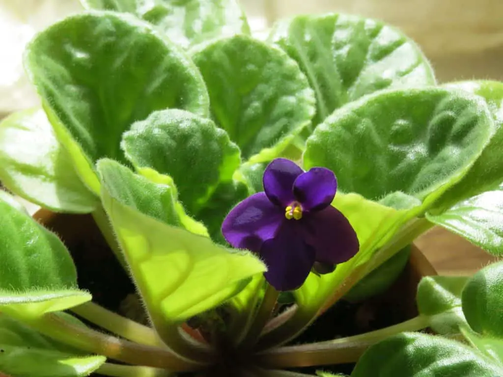 how to care for african violets