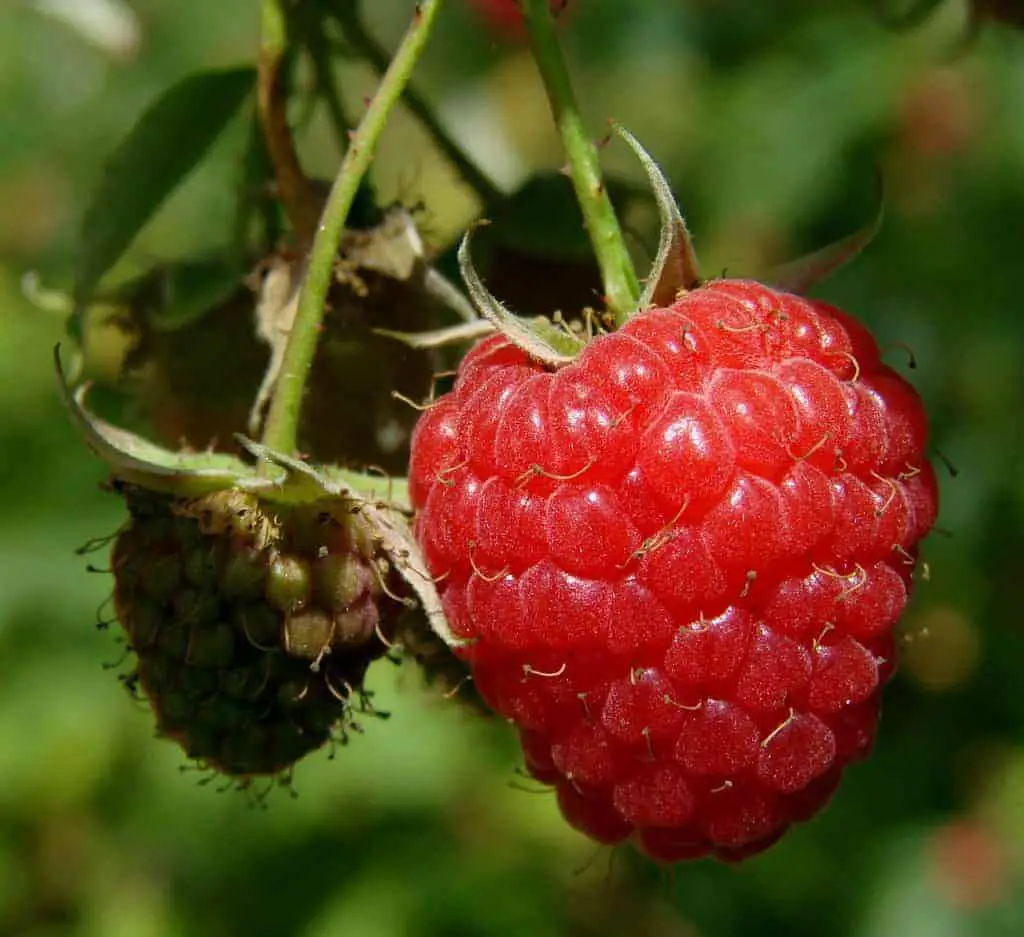 how to prune raspberries