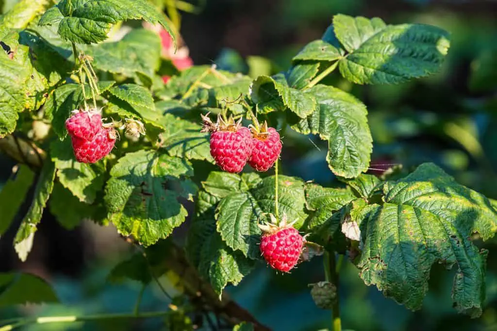 how to prune raspberries