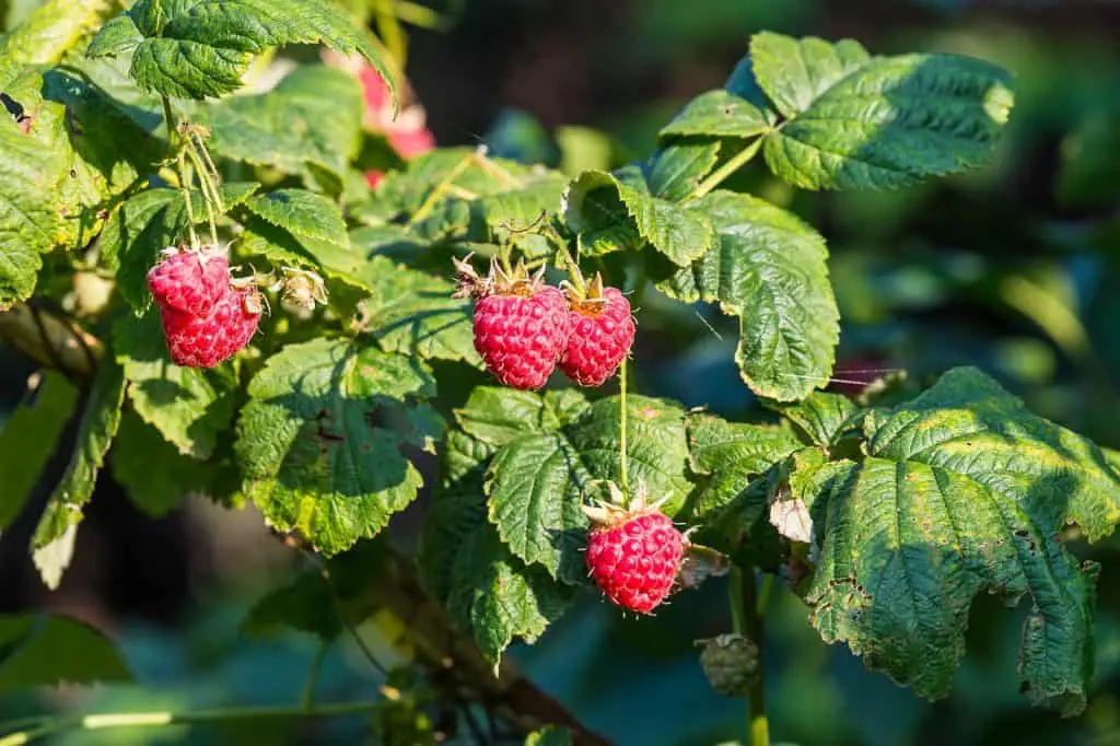 How to Prune Raspberries Ultimate Guide to Pruning