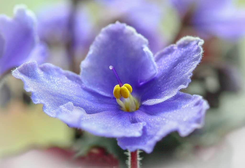 caring for flowers