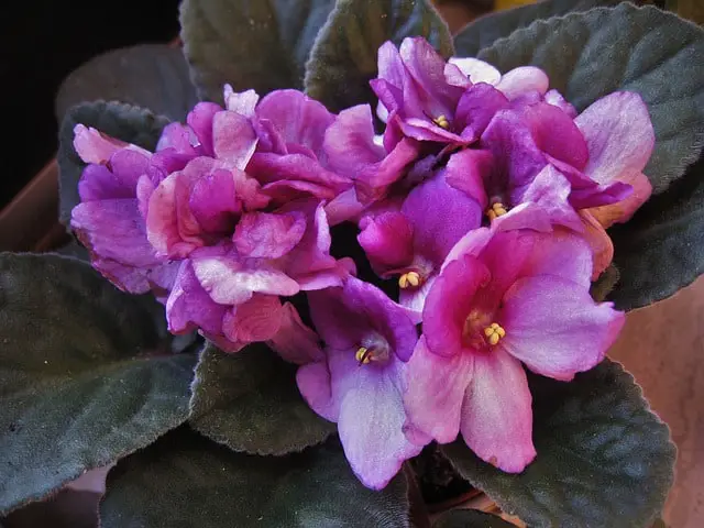 care for african violets