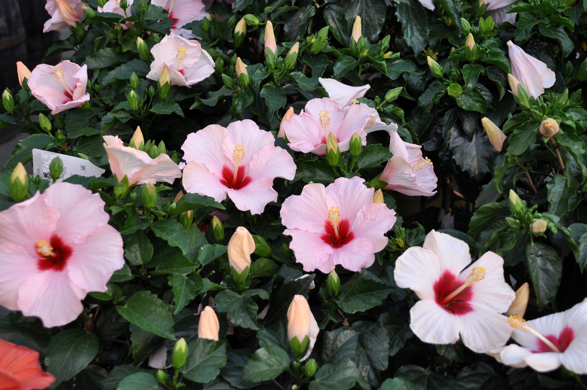 how to make a hibiscus bloom with fertilizing