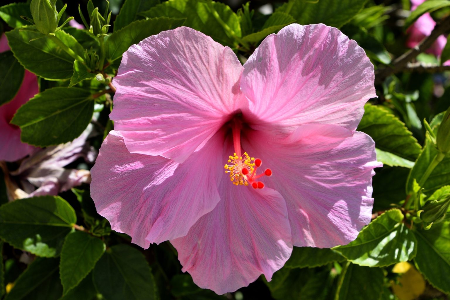 How to Make Hibiscus Bloom The Best Gardening Info