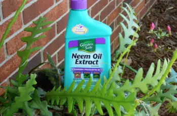 list of organic pesticides neem oil