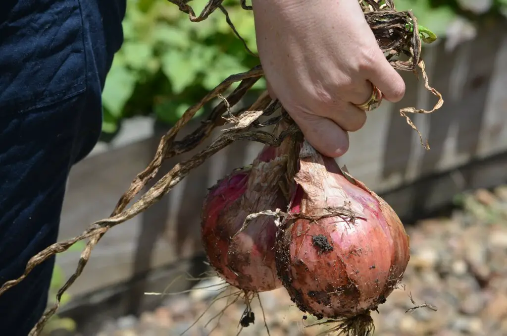 Planting Onion Bulbs A Complete Guide TheBestGardeningInfo