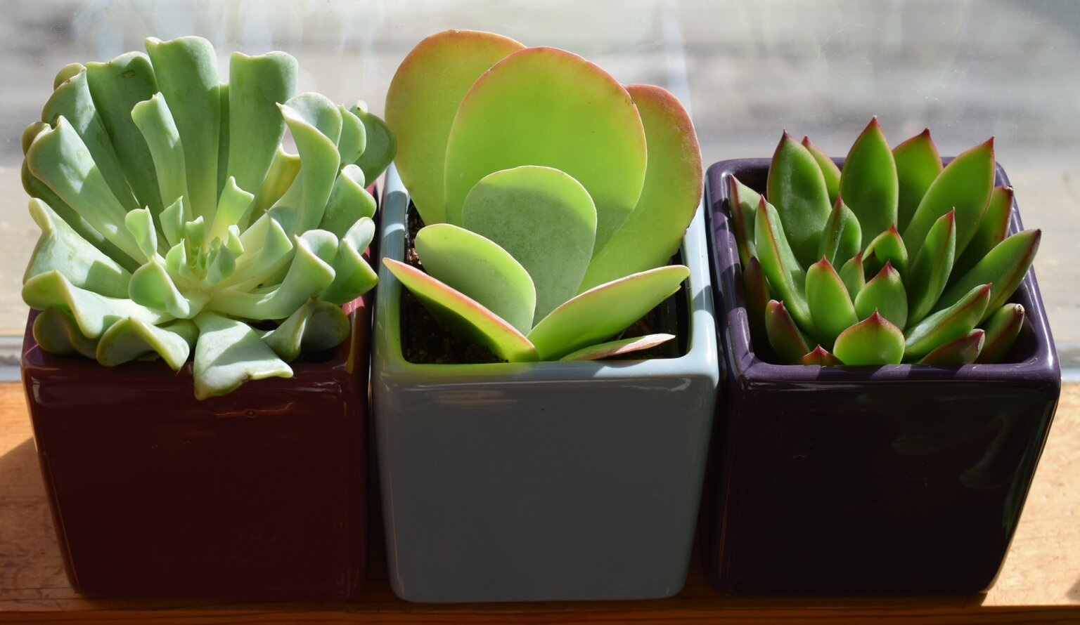 How to Repot Overgrown Succulents 5 Easy Steps The Best Gardening Info