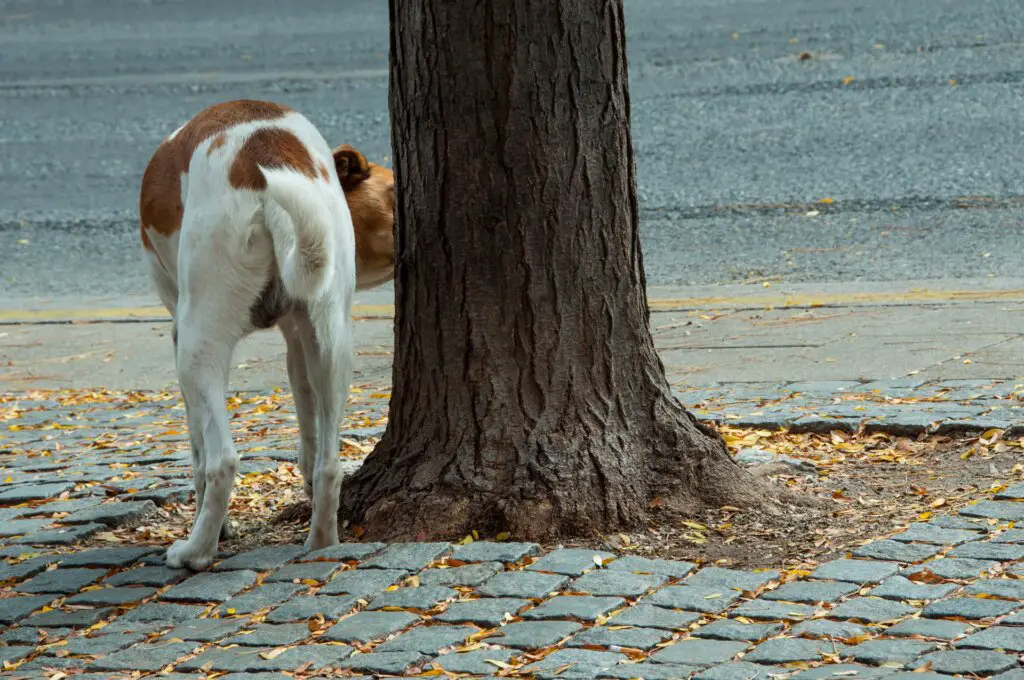Which Plants are Resistant to Dog Urine? Complete Guide The Best
