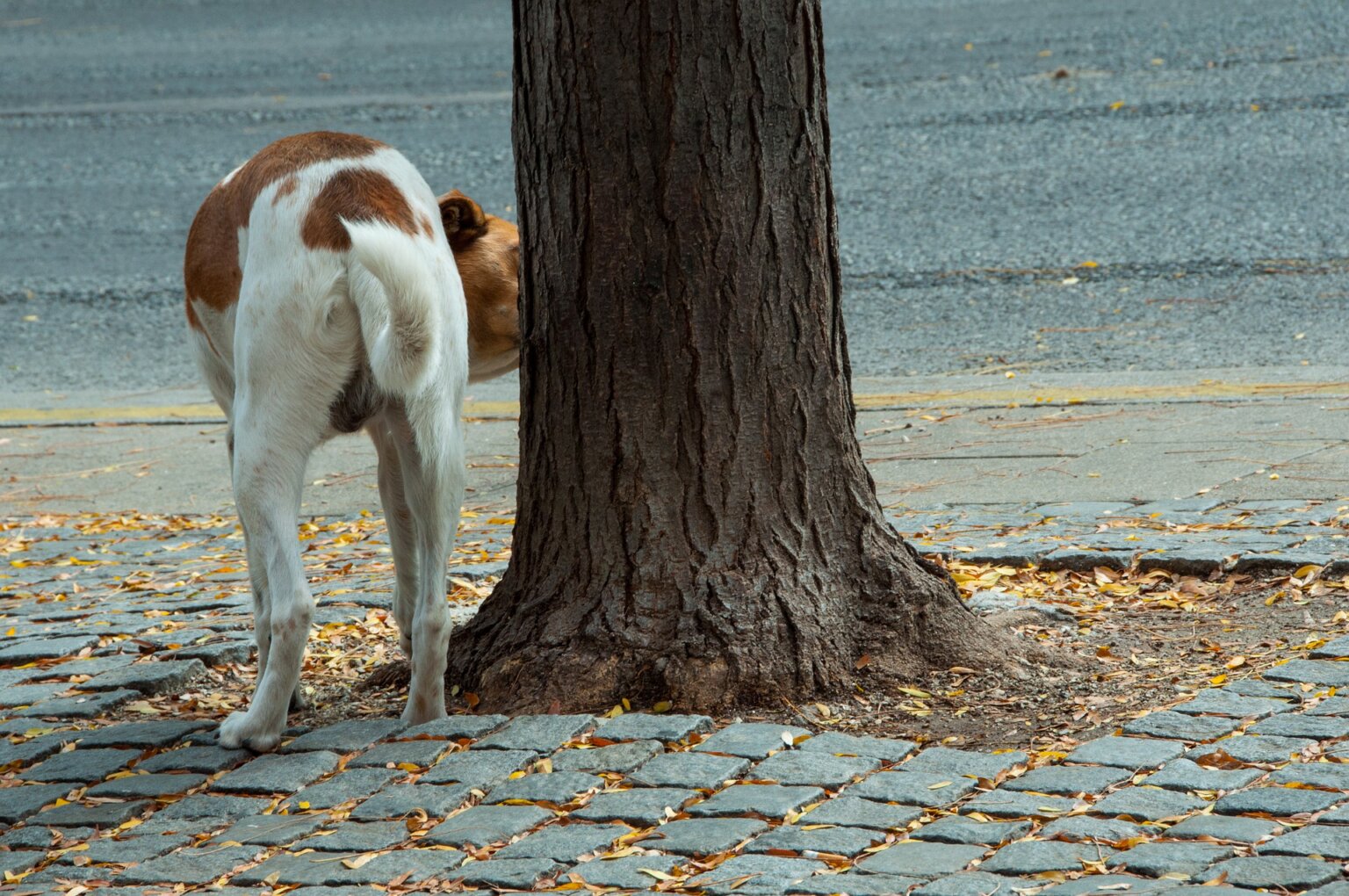 Which Plants are Resistant to Dog Urine? Complete Guide The Best